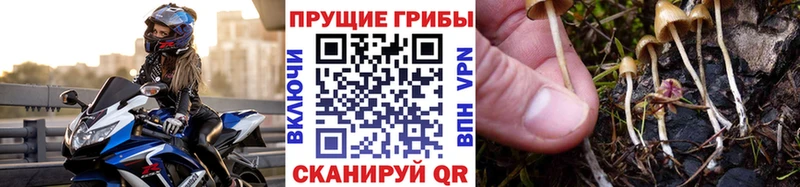 Галлюциногенные грибы Psilocybe Купить Анжеро-Судженск